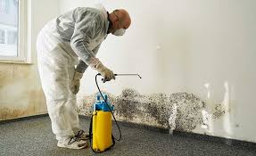 Best Mold Damage Restoration in Exeter, CA