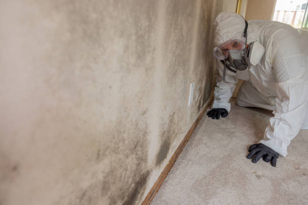 Best Commercial Mold Inspection in Exeter, CA